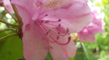 Catawba Rhododendron (not Mountain Laurel; http://adayinthesmokies.wordpress.com/2010/05/21/mountain-laurel-or-rhododendron/)