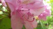 Catawba Rhododendron (not Mountain Laurel; http://adayinthesmokies.wordpress.com/2010/05/21/mountain-laurel-or-rhododendron/)
